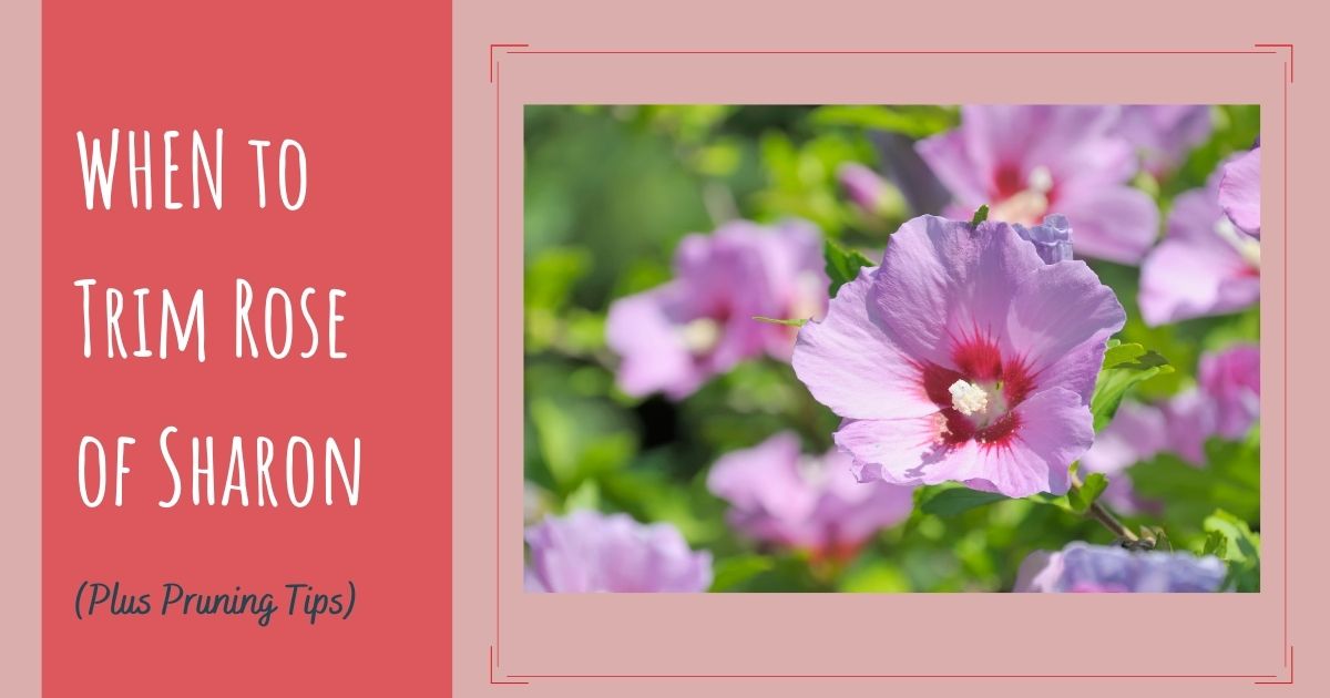 when to trim rose of sharon