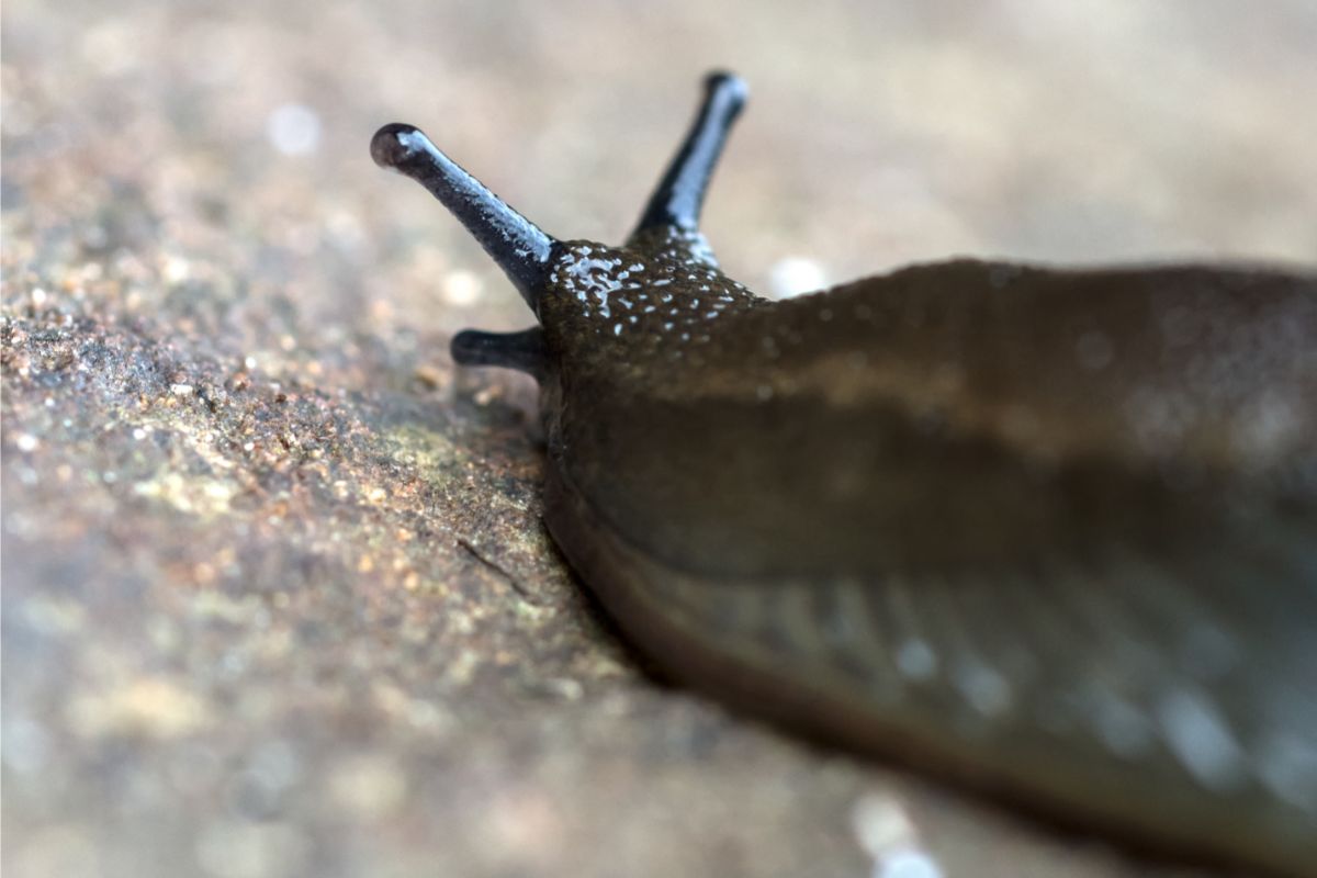 Slug in a park