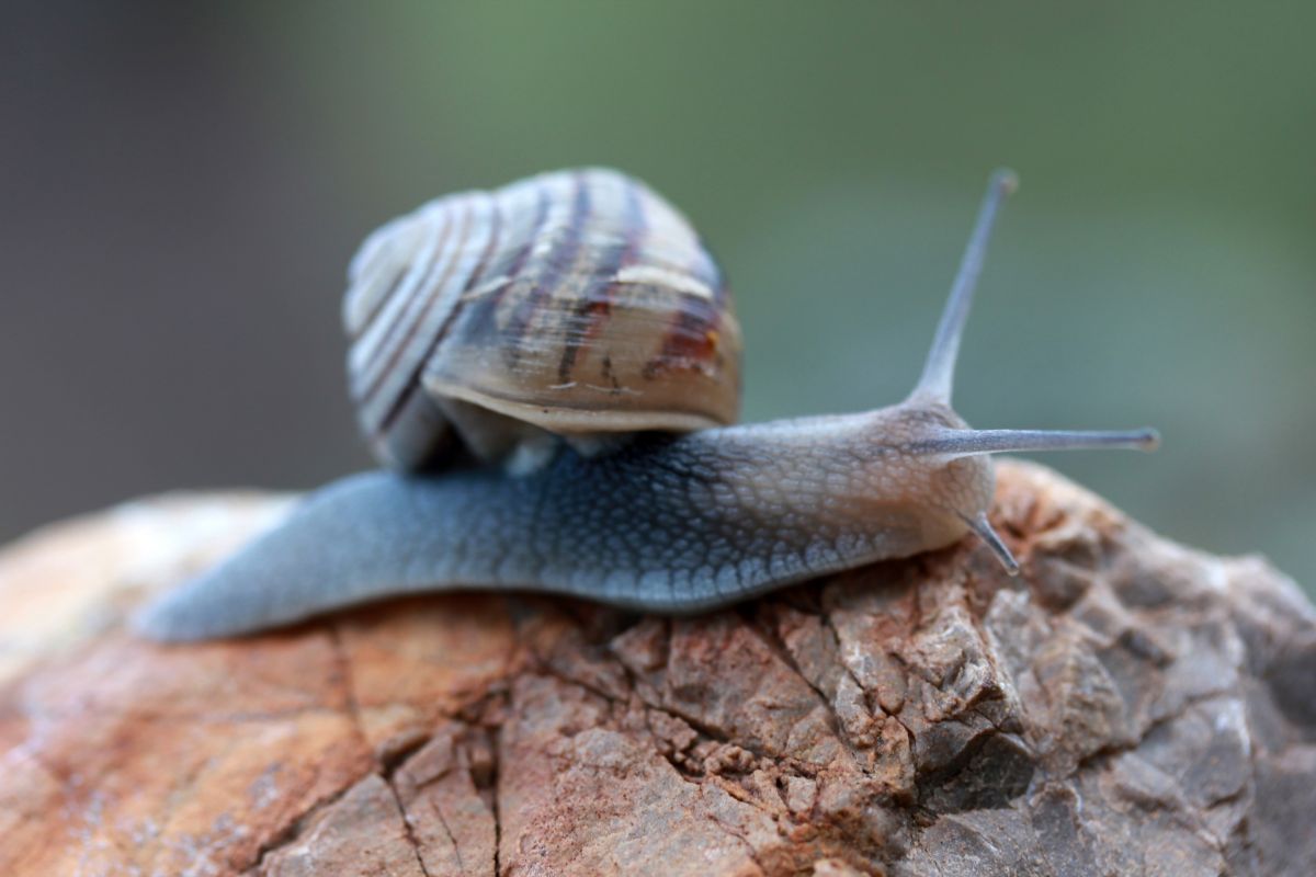 Slug on a rock