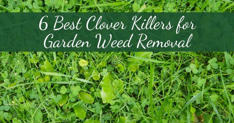 best clover killer