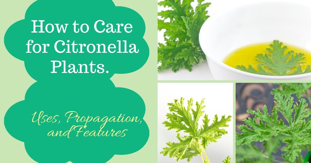 how to care for citronella plant