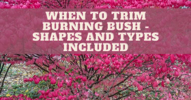 when to trim burning bush