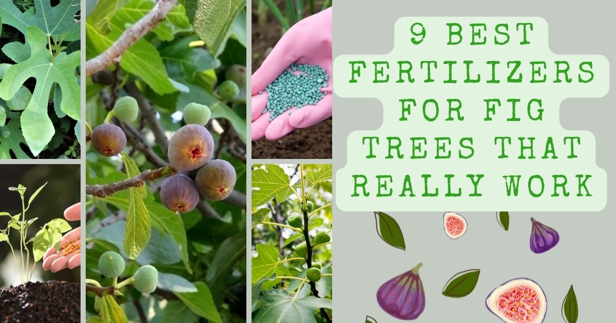 best fertilizer for fig trees