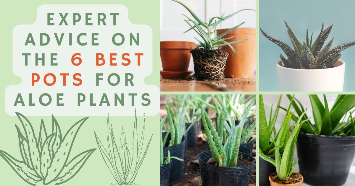 Best Pots for Aloe Plants