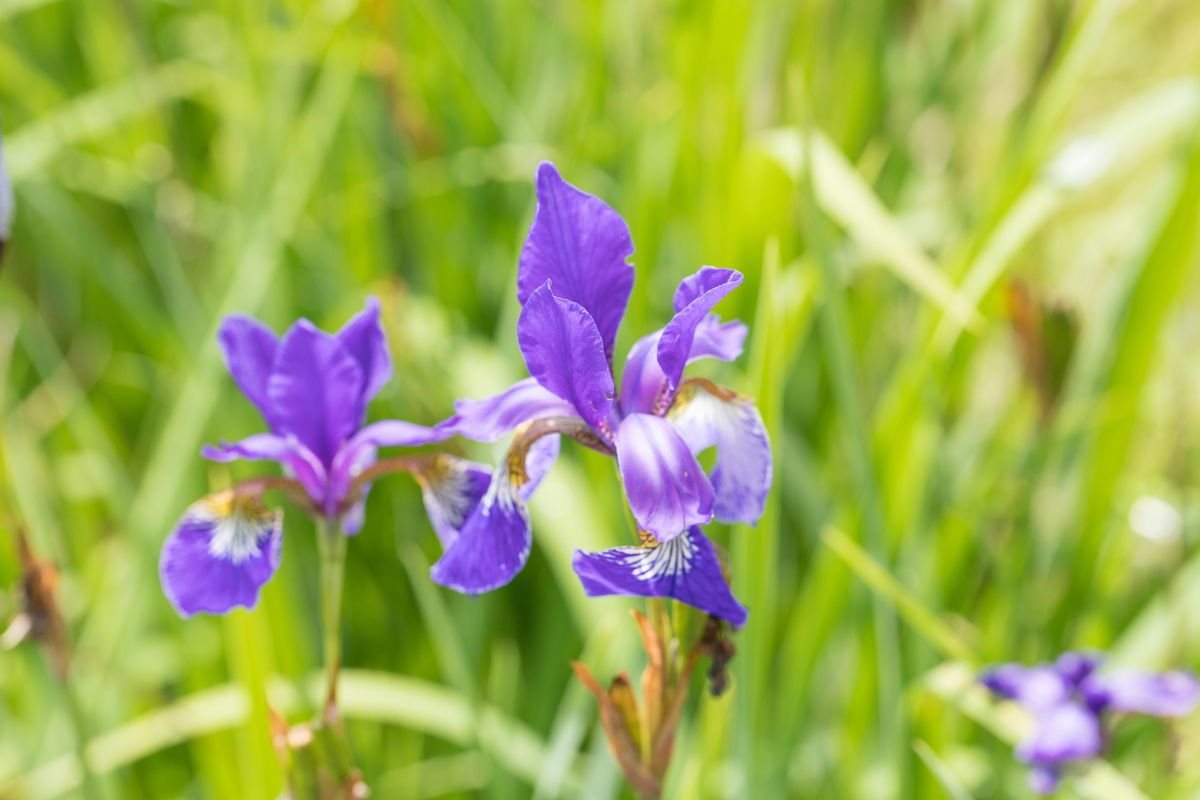 Blooming irises in the garden