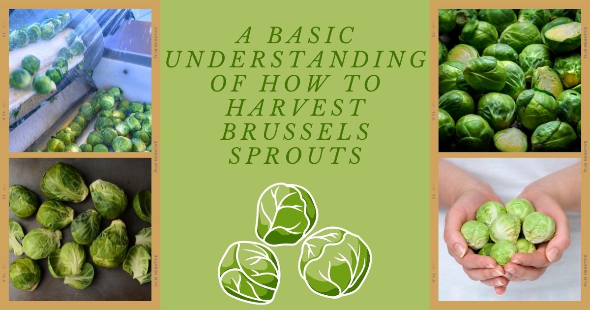 How to Harvest Brussels Sprouts