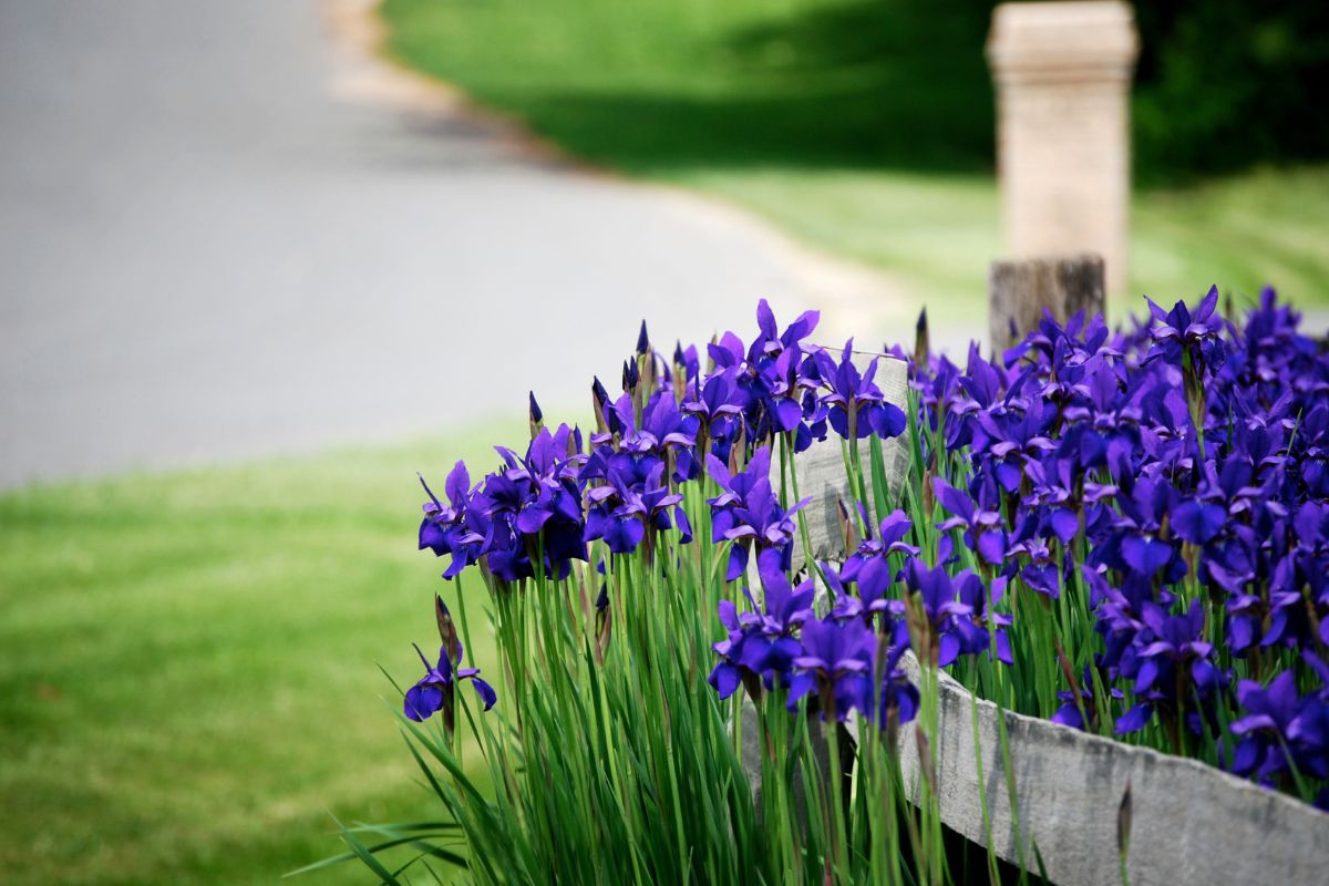 Irises in full bloom