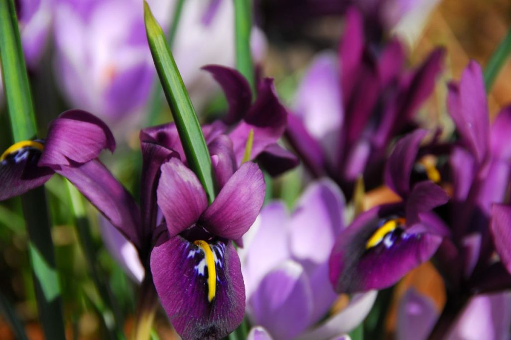 Timely Matters: When Do Irises Bloom? - The Gardener Info