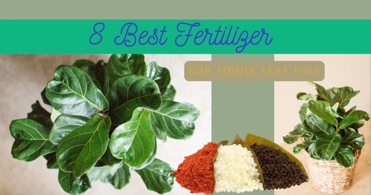 best fertilizer for fiddle leaf fig