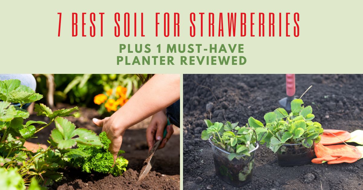 best soil for strawberries