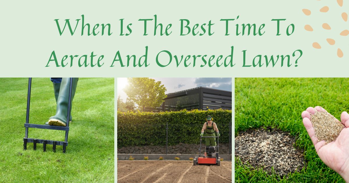 best time to aerate and overseed lawn