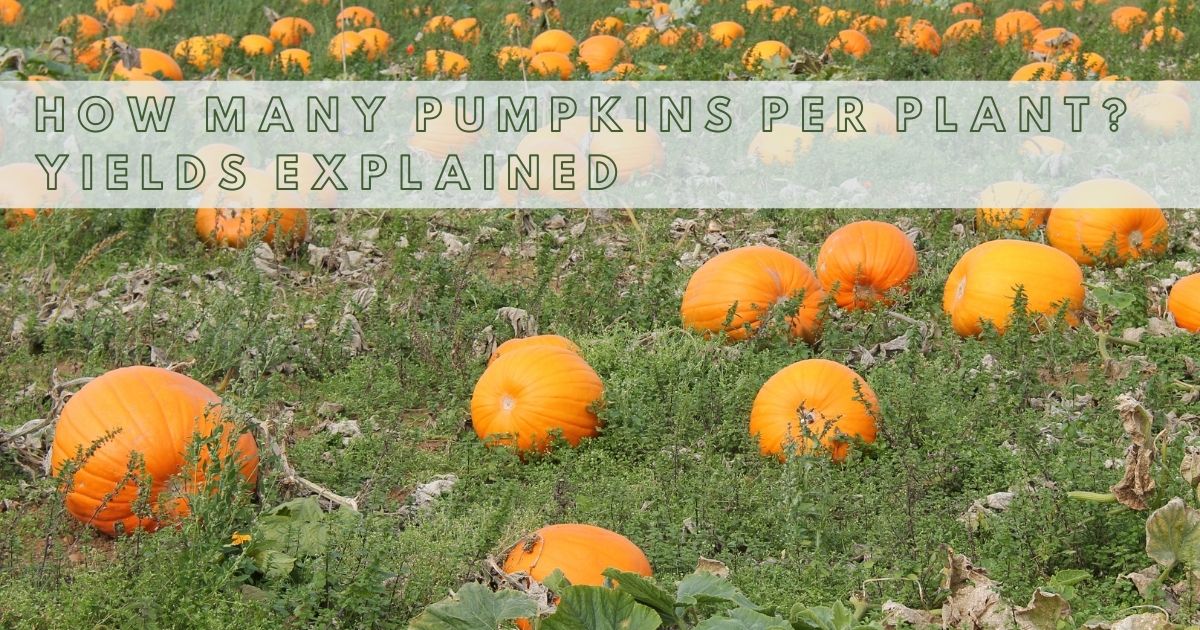 how many pumpkins per plant