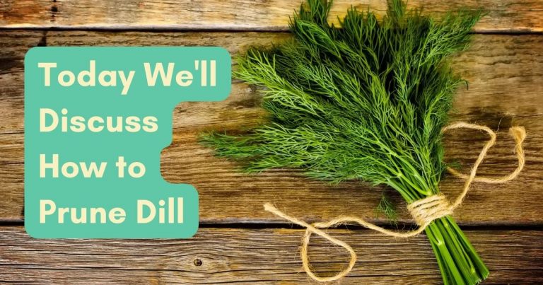 how to prune dill