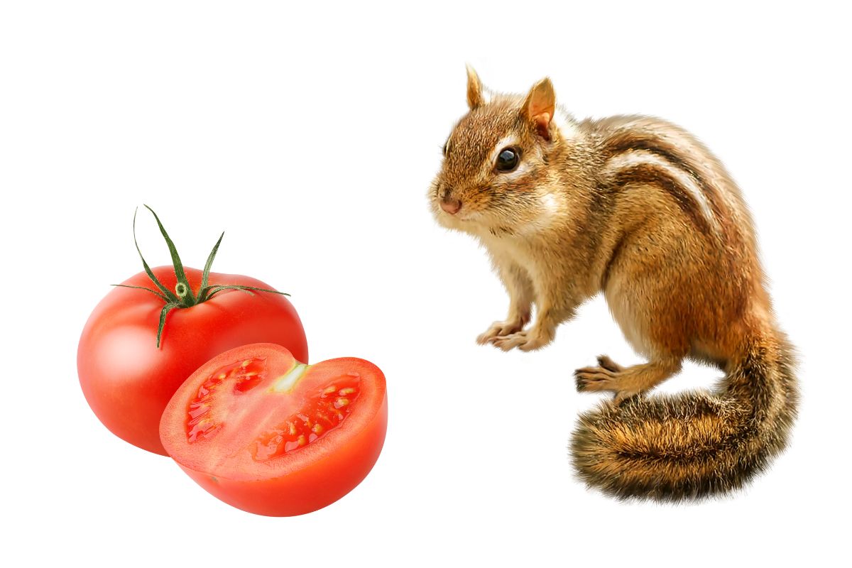 squirrel and tomato