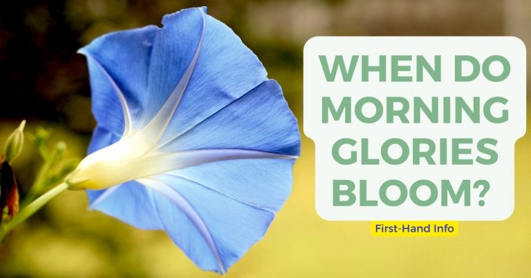 when do morning glories bloom