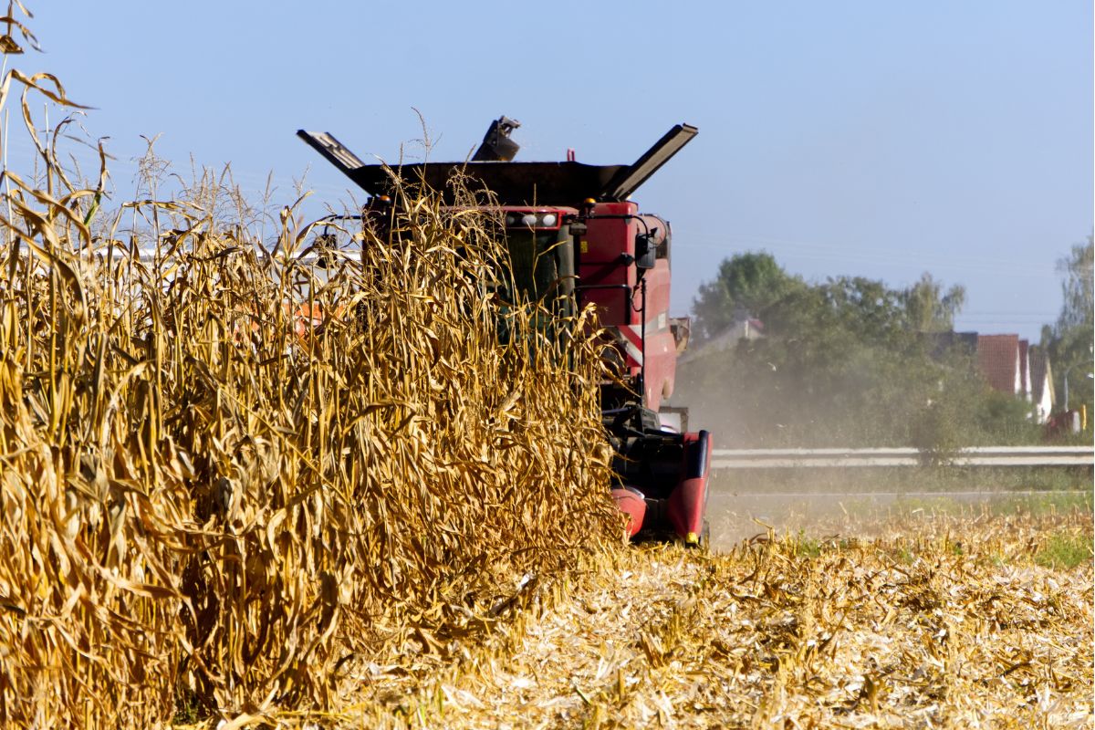 Corn harvesting with combine