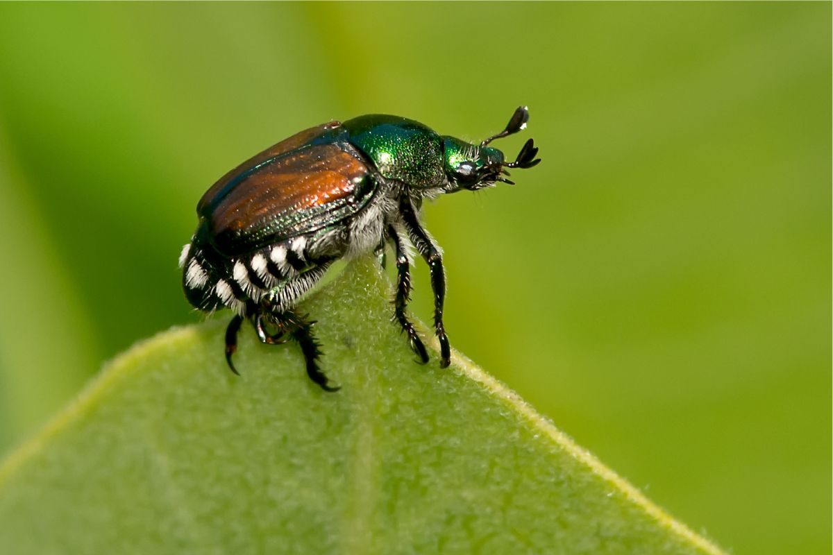Japanese Beetle on a green leaf
