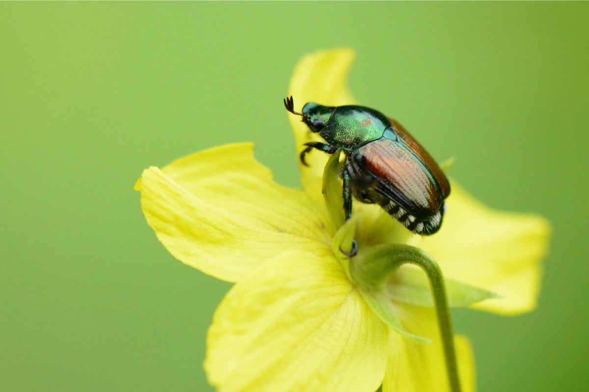 Japanese Beetle on yellow flower