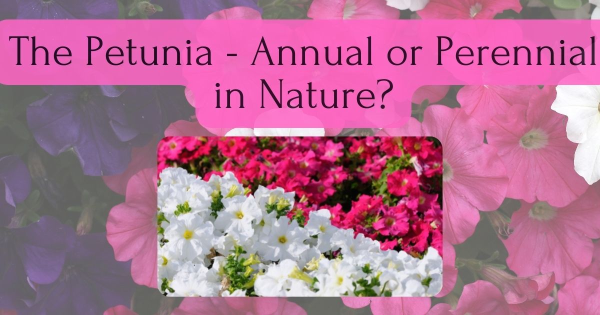 Petunia - Annual or Perennial