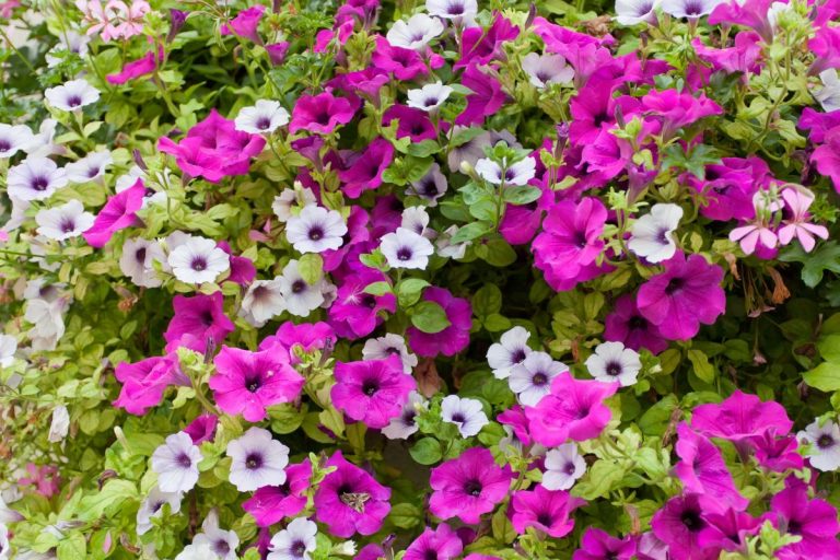 The Petunia - Annual or Perennial in Nature? - The Gardener Info