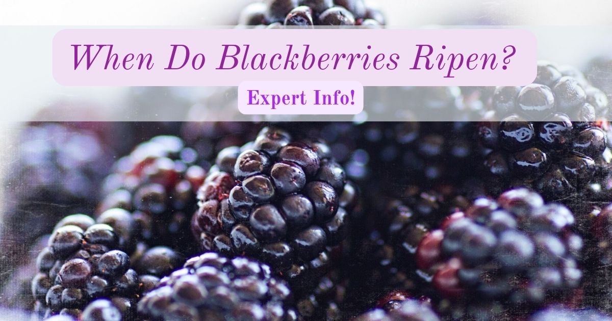 when do blackberries ripen