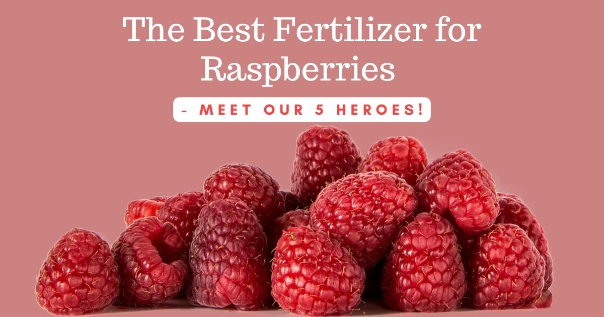 best fertilizer for raspberries