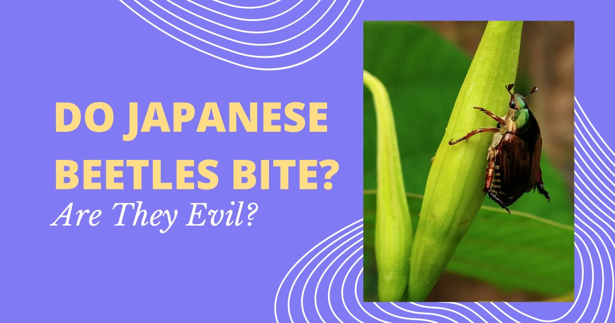 do japanese beetles bite