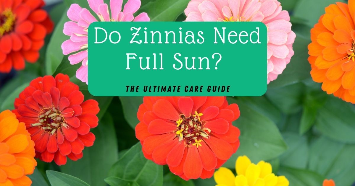 do zinnias need full sun