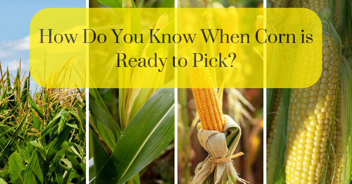 how do you know when corn is ready to pick
