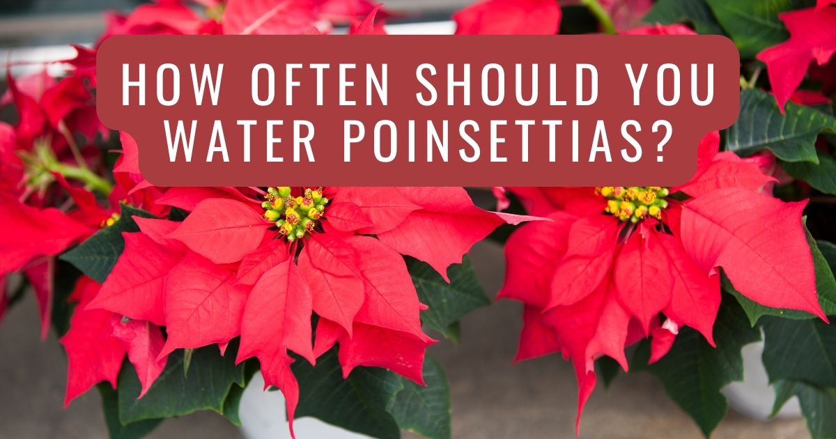 how often should you water poinsettias