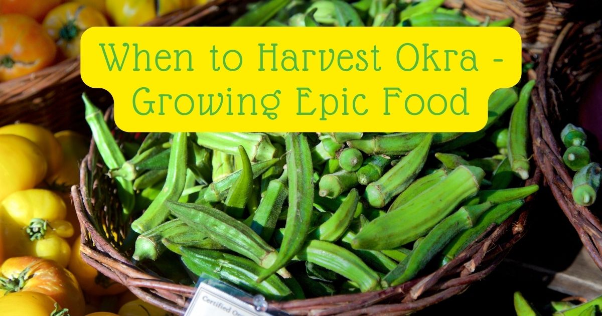 when to harvest okra