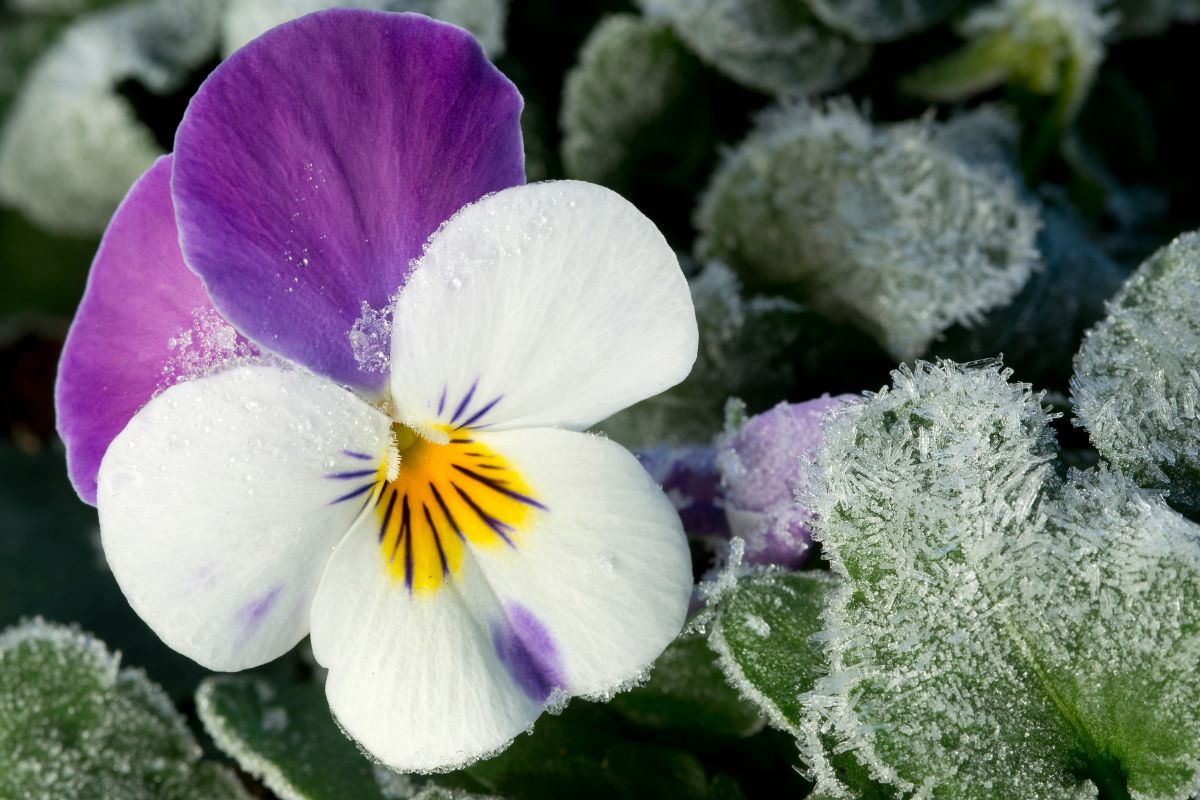 Frozen pansy