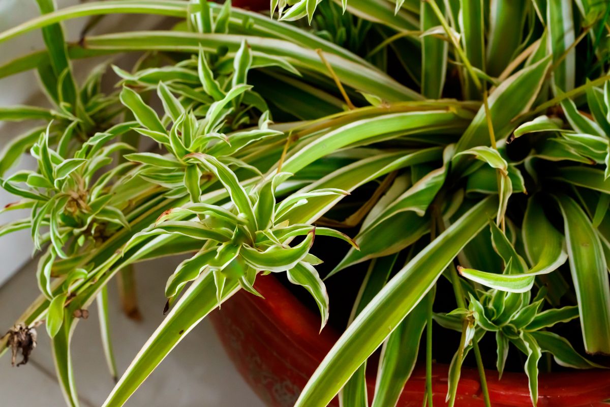 Green spider plant