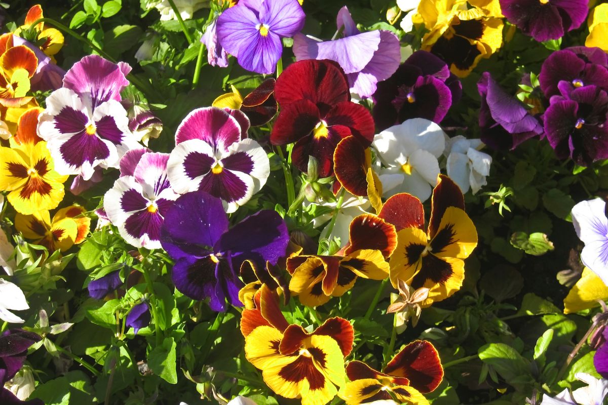 Pansies of different colour