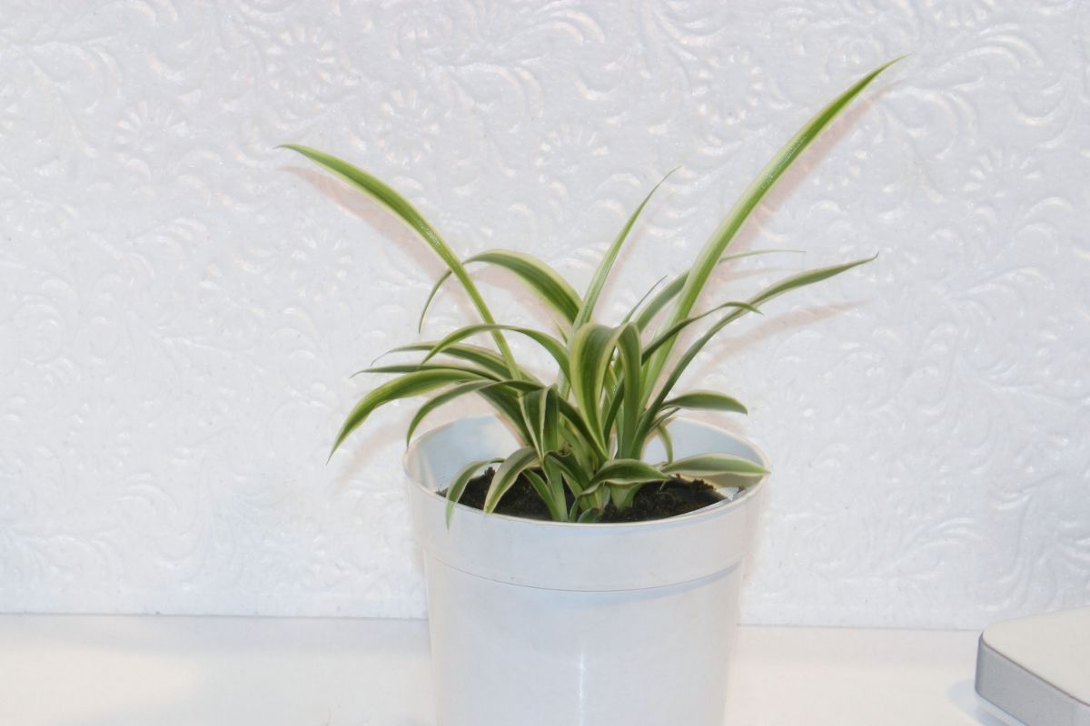 Spider plant on a white background