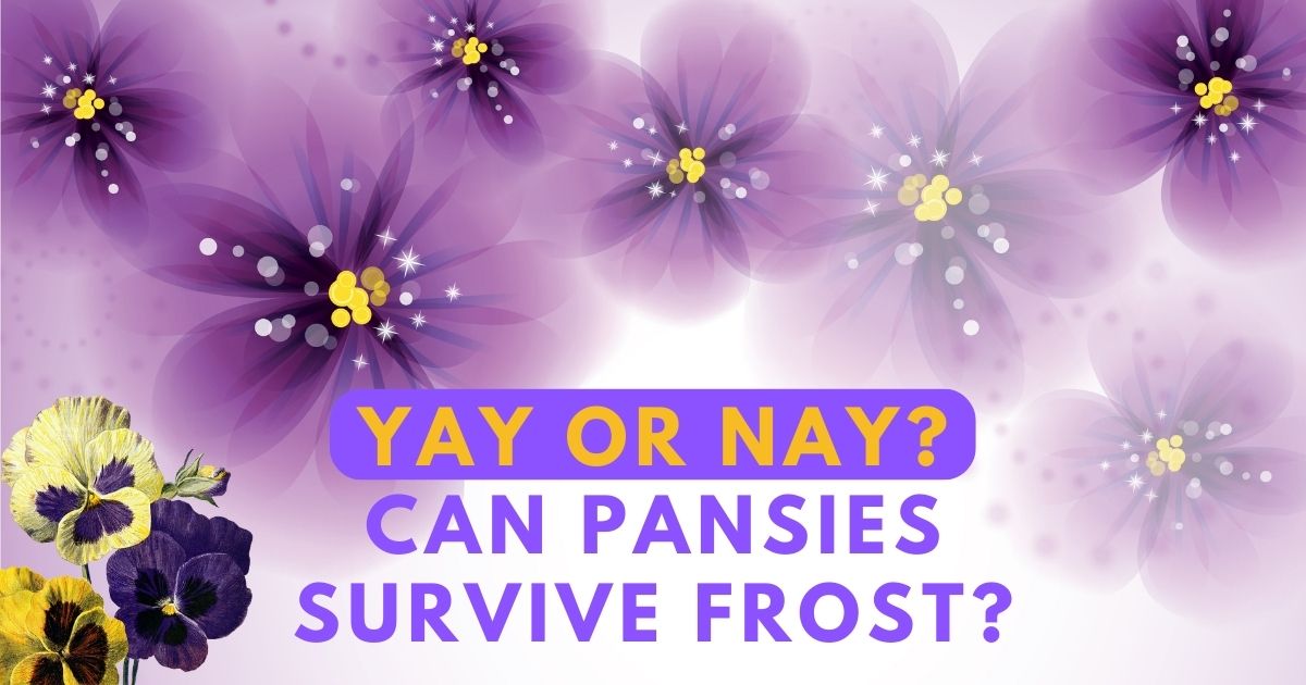 can pansies survive frost
