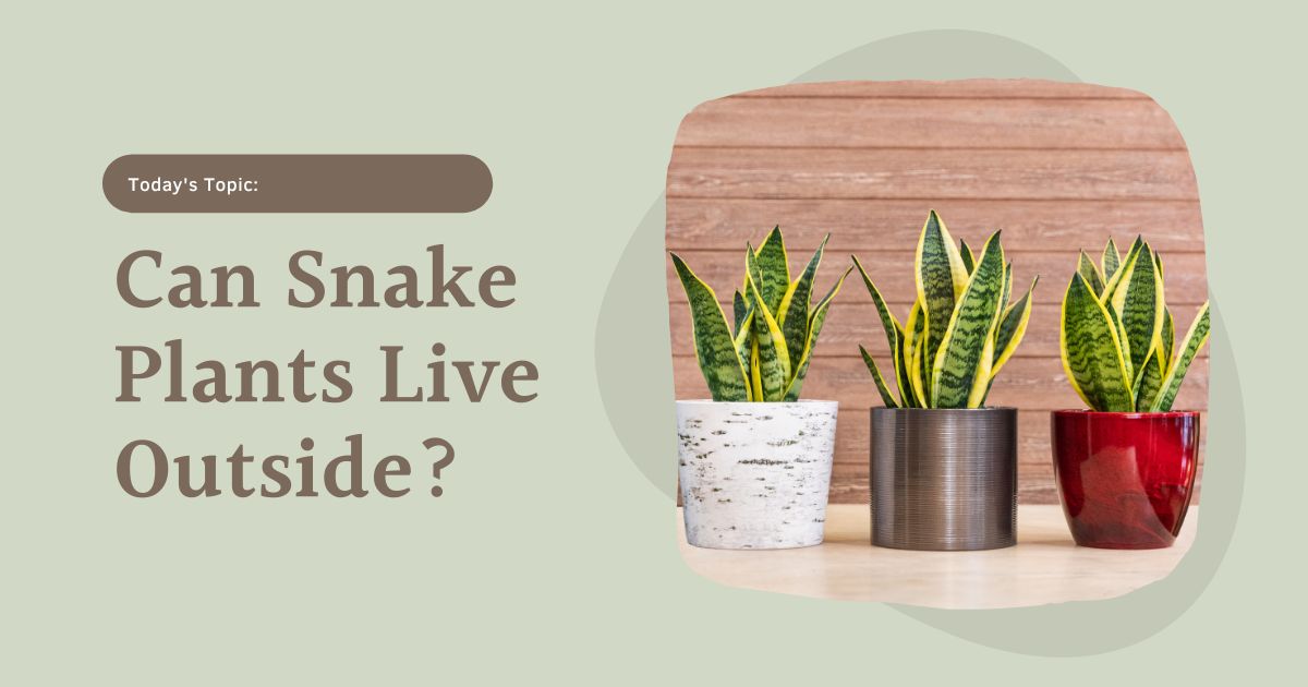 can snake plants live outside