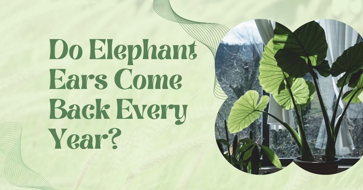 do elephant ears come back every year