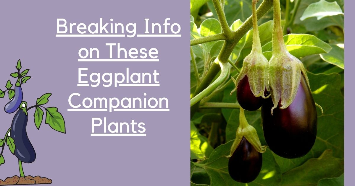 eggplant companion plants