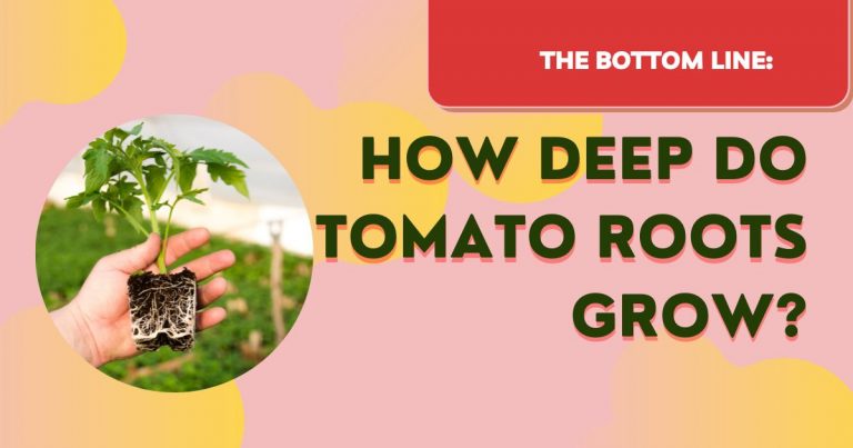 how deep do tomato roots grow