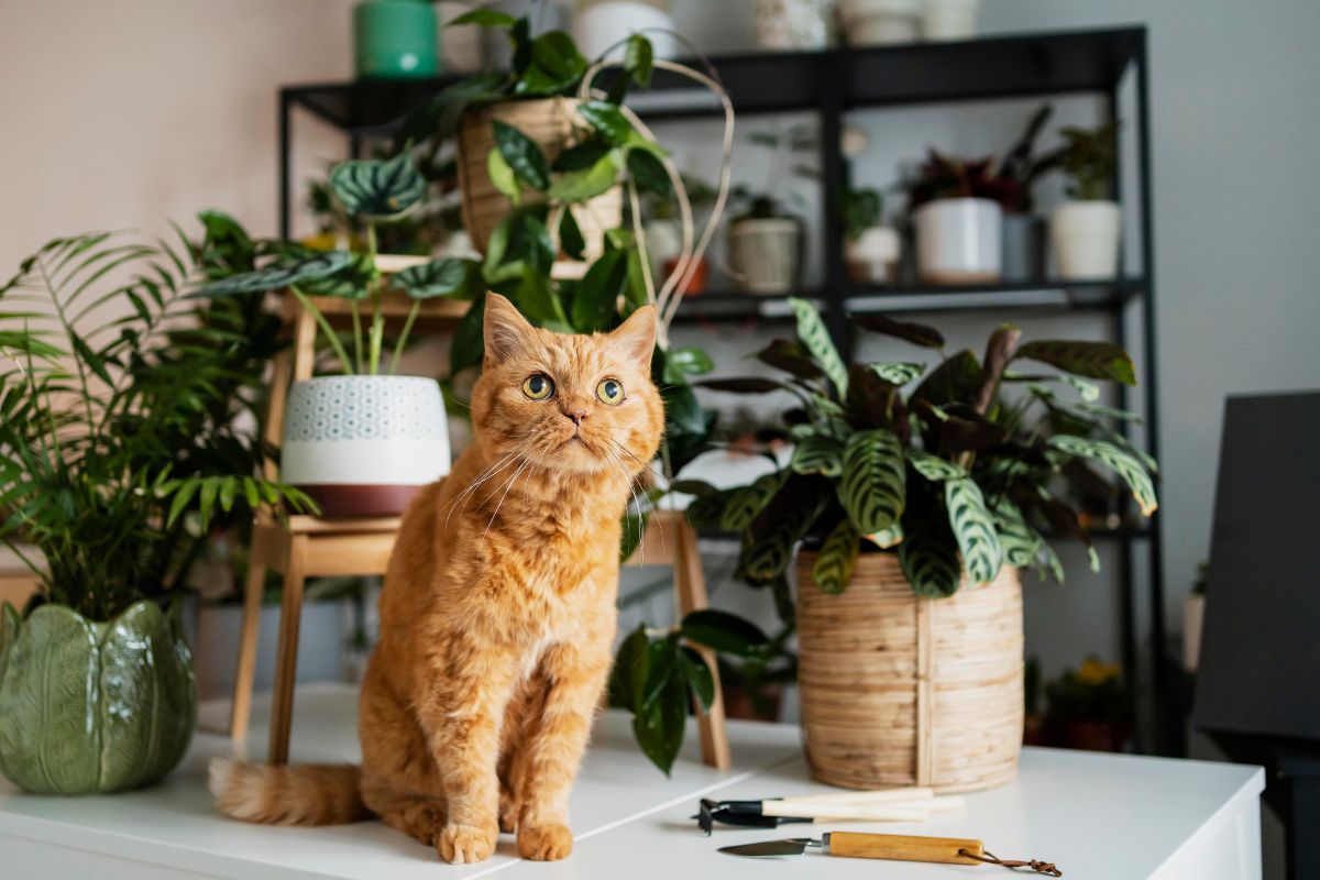 Cat and houseplants