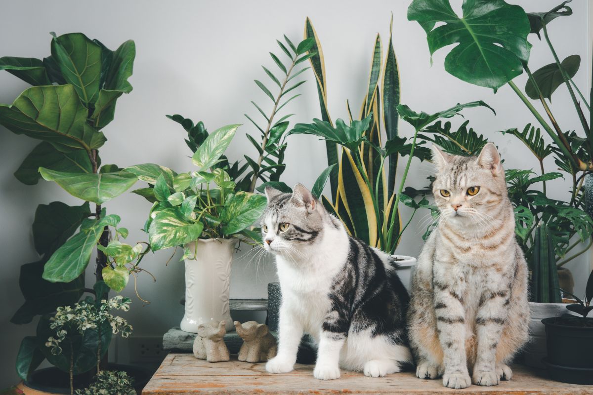 Cats near houseplants