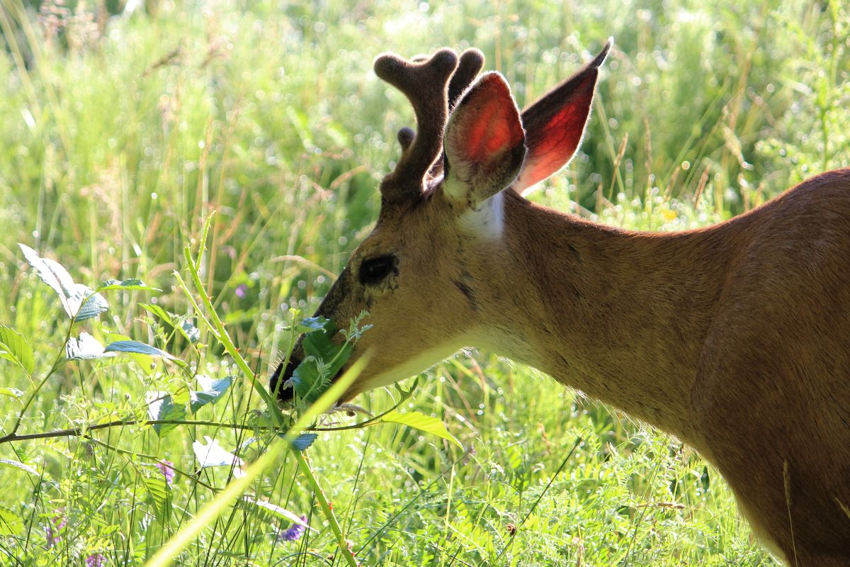 Deer eating plant