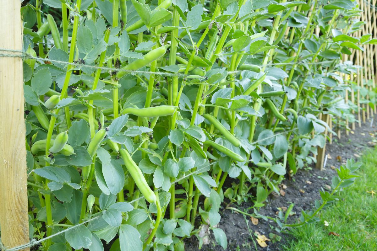 Fava bean plants