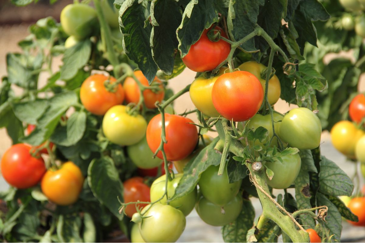 Tomato plant with tomatoes
