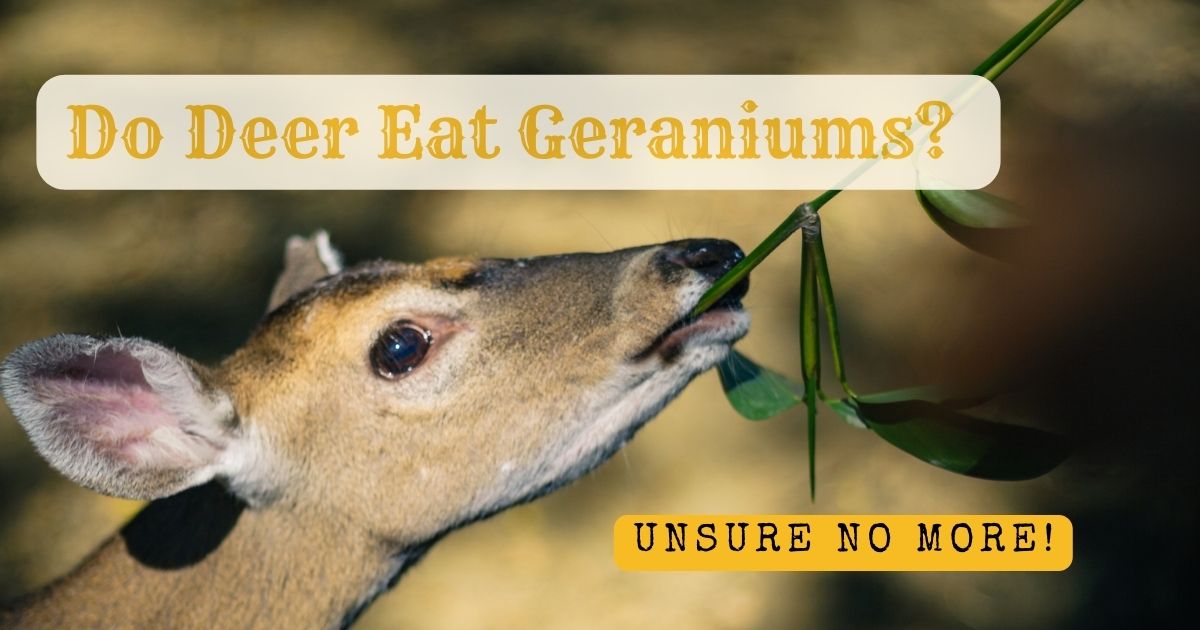 do deer eat geraniums