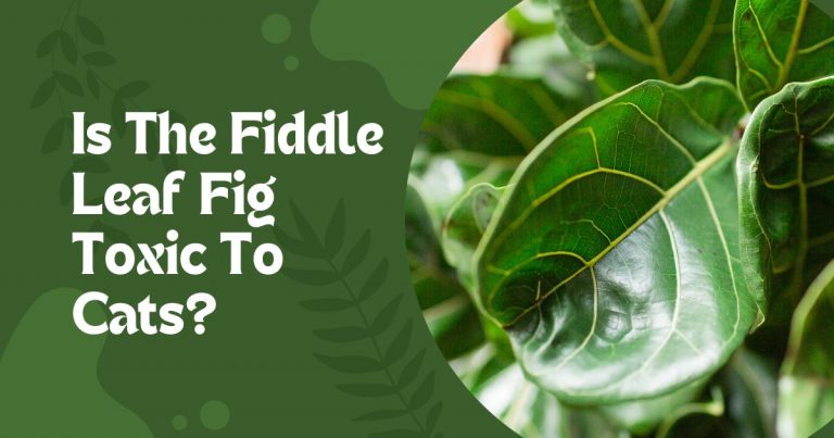 fiddle leaf fig toxic to cats