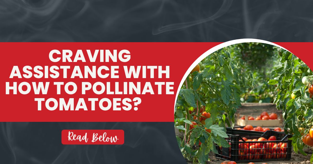 how to pollinate tomatoes