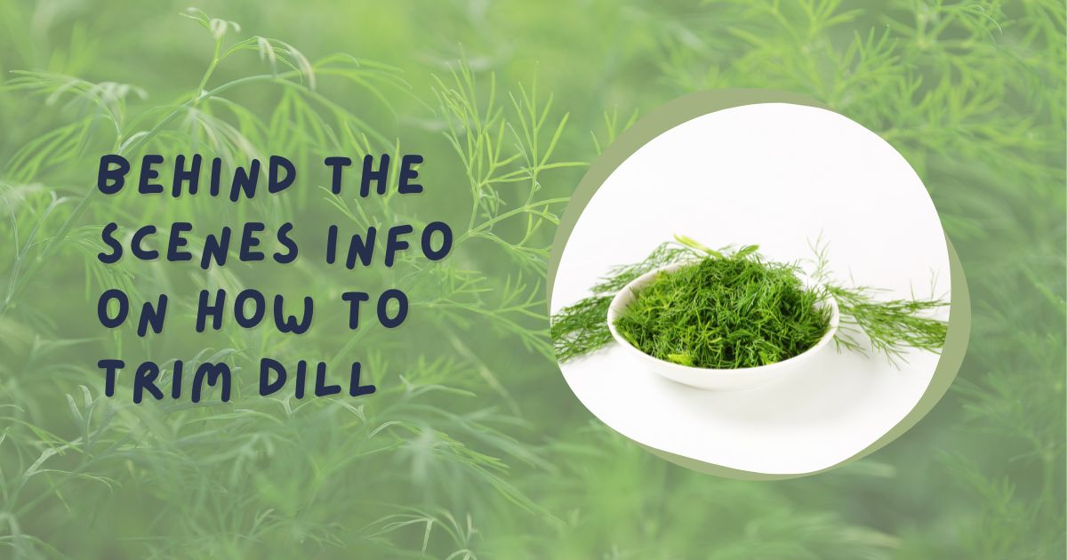 how to trim dill