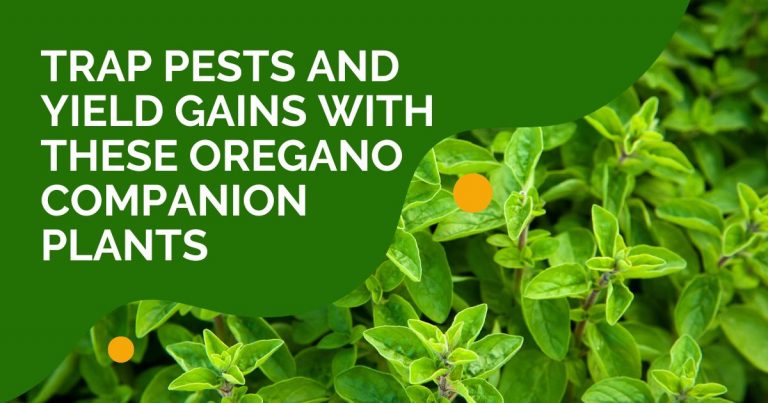 oregano companion plants